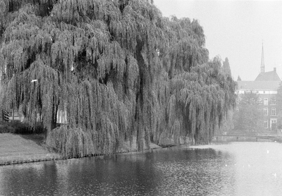 849236 Gezicht op een onbekende singel met treurwilg.